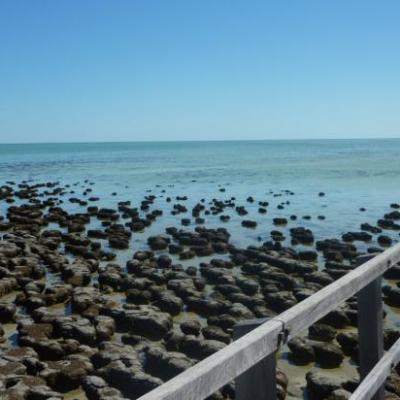 Les Stromatolithes (Hamelin Pool - Shark Bay)