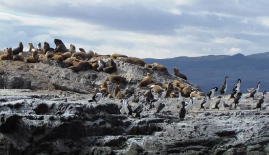 Canal Beagle