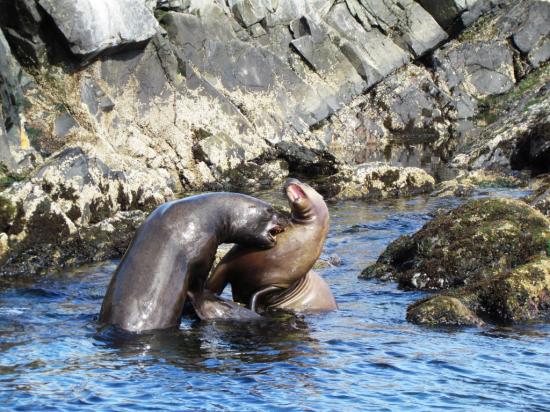 Canal Beagle
