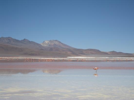 Le Sud Lipez, Laguna Colorada