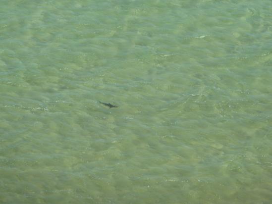 Un requin (Shark Bay)
