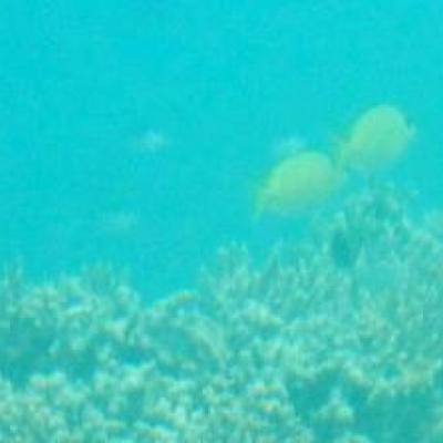 Grande Barrière de Corail - Hardy Reef, du bas
